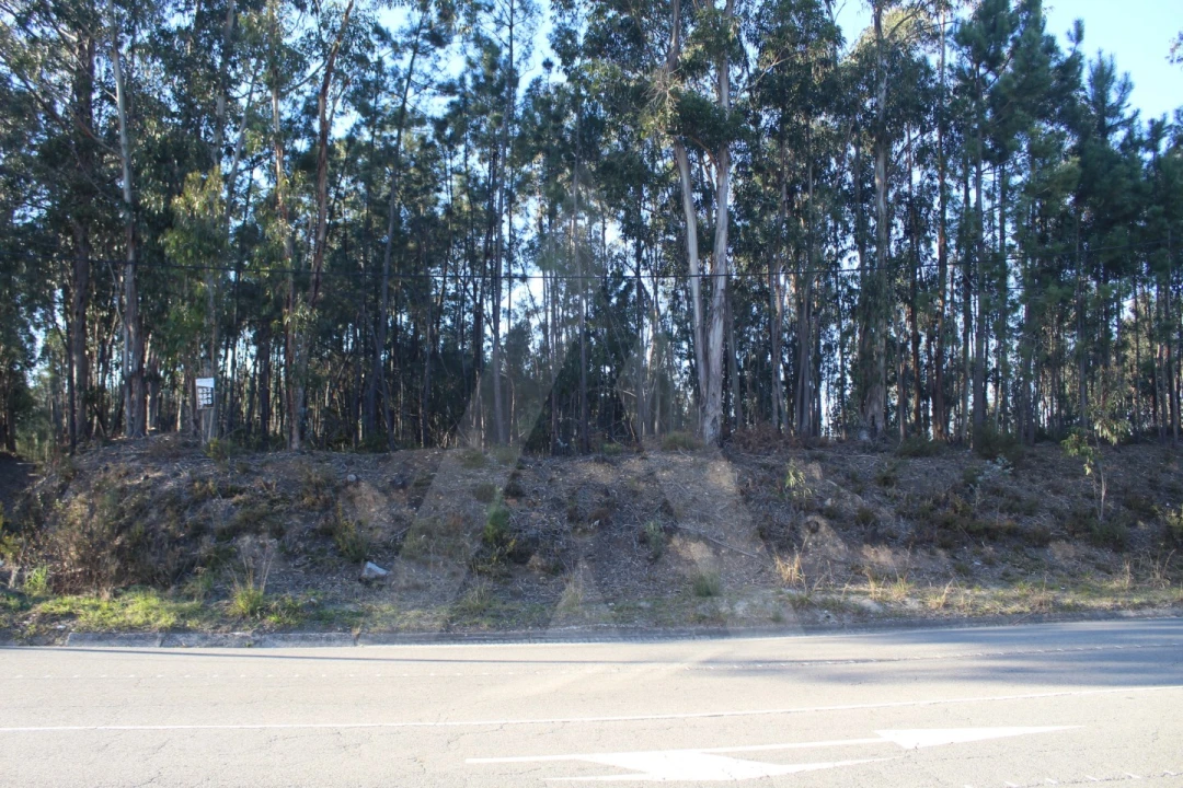 Terreno Agricola ou Rústico para Venda em Águeda e Borralha Foto 8