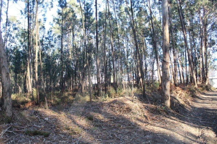 Terreno Agricola ou Rústico para Venda em Águeda e Borralha Foto 4