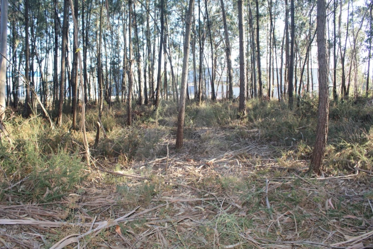 Terreno Agricola ou Rústico para Venda em Águeda e Borralha Foto 5