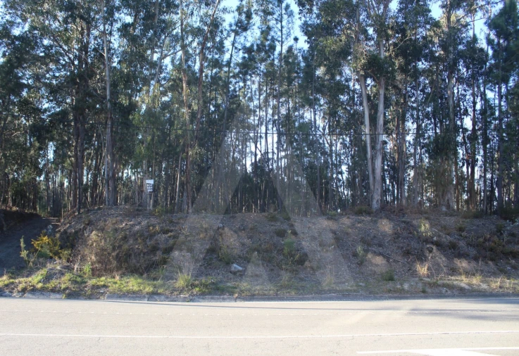 Terreno Agricola ou Rústico para Venda em Águeda e Borralha Foto 2