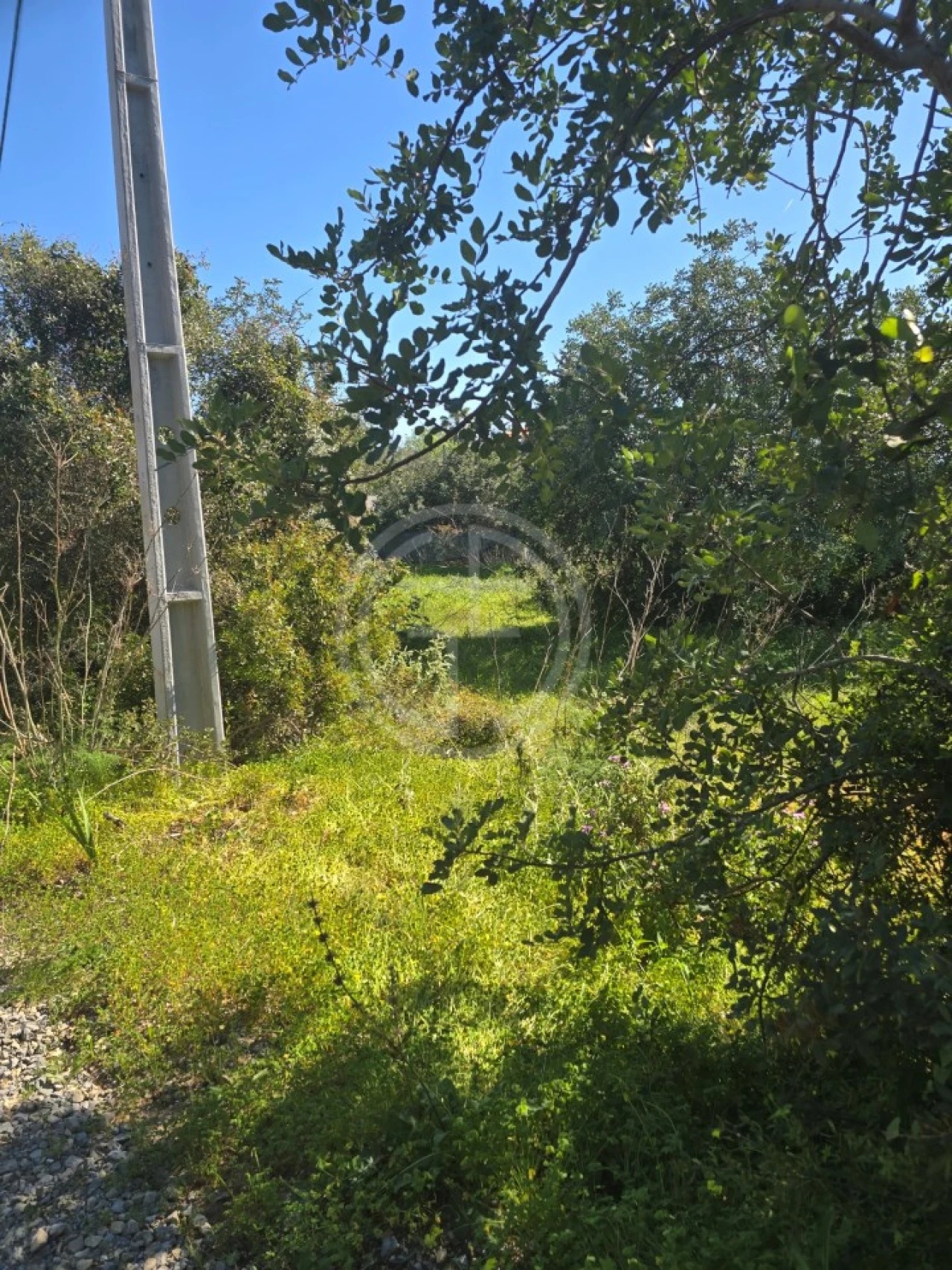 Terreno Agricola ou Rústico para Venda em Santa Barbara de Nexe Foto 4