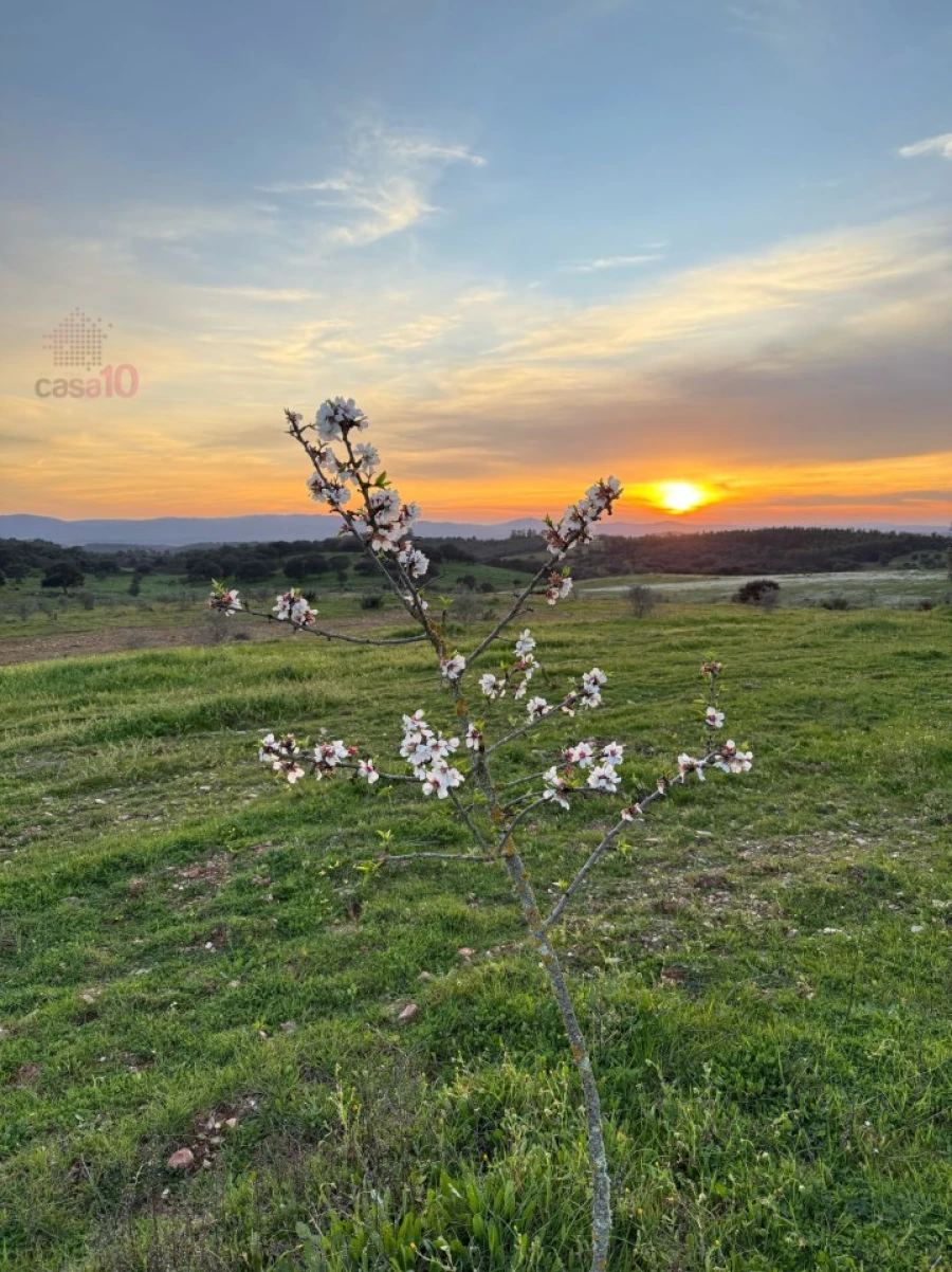 Quinta T5 para Venda em Gloria Foto 46