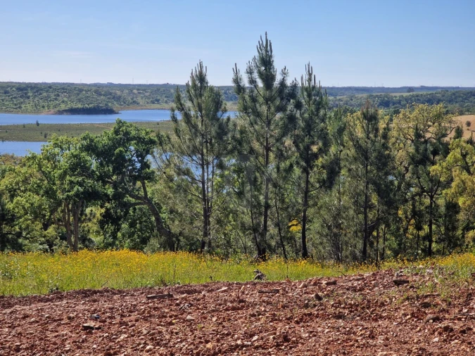 Terreno Agricola ou Rústico para Venda em São Domingos e Vale de Água Foto 6