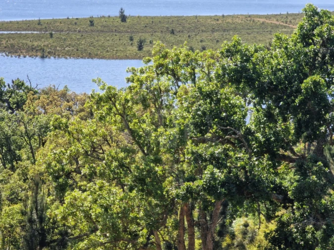 Terreno Agricola ou Rústico para Venda em São Domingos e Vale de Água Foto 8