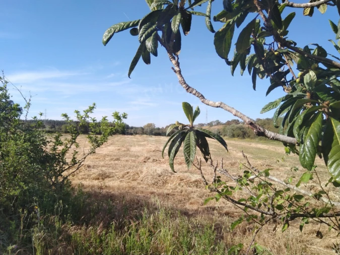 Terreno Misto para Venda em São Domingos e Vale de Água Foto 1