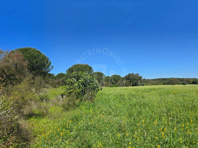 Terreno Misto para Venda em São Domingos e Vale de Água Foto 19