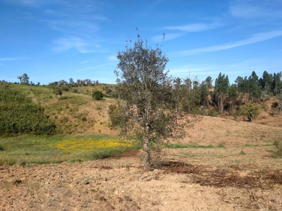 Terreno Agricola ou Rústico para Venda em Santiago do Cacém, Santa Cruz e São Bartolomeu da Serra Foto 5