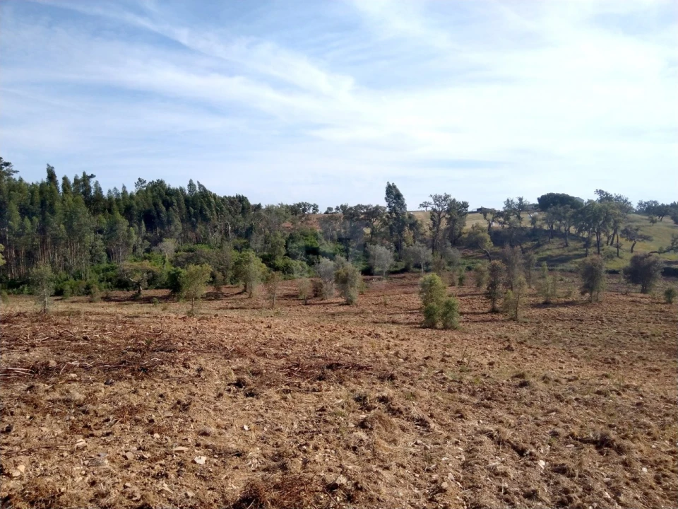 Terreno Agricola ou Rústico para Venda em Santiago do Cacém, Santa Cruz e São Bartolomeu da Serra Foto 6