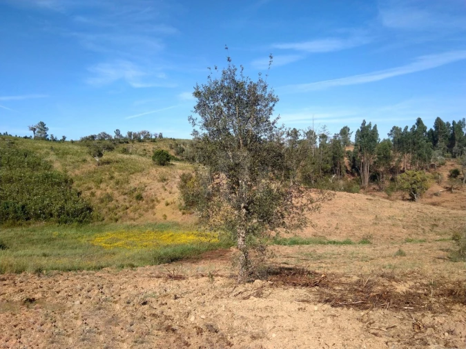Terreno Agricola ou Rústico para Venda em Santiago do Cacém, Santa Cruz e São Bartolomeu da Serra Foto 5