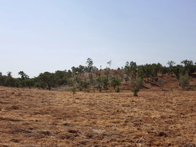 Terreno Agricola ou Rústico para Venda em Santiago do Cacém, Santa Cruz e São Bartolomeu da Serra Foto 12