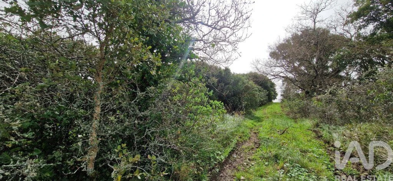Terreno para Venda em Ericeira Foto 12