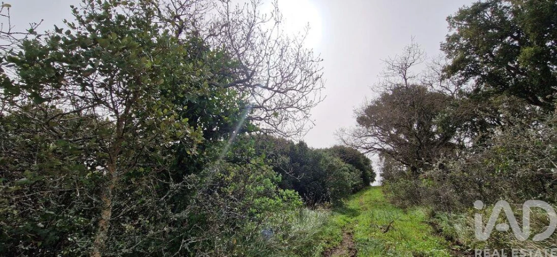 Terreno para Venda em Ericeira Foto 25