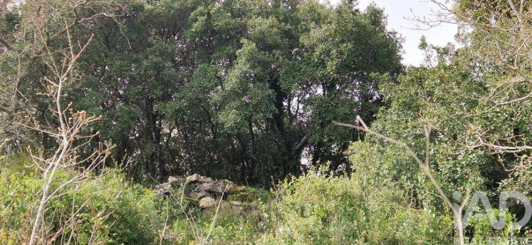 Terreno para Venda em Ericeira Foto 9