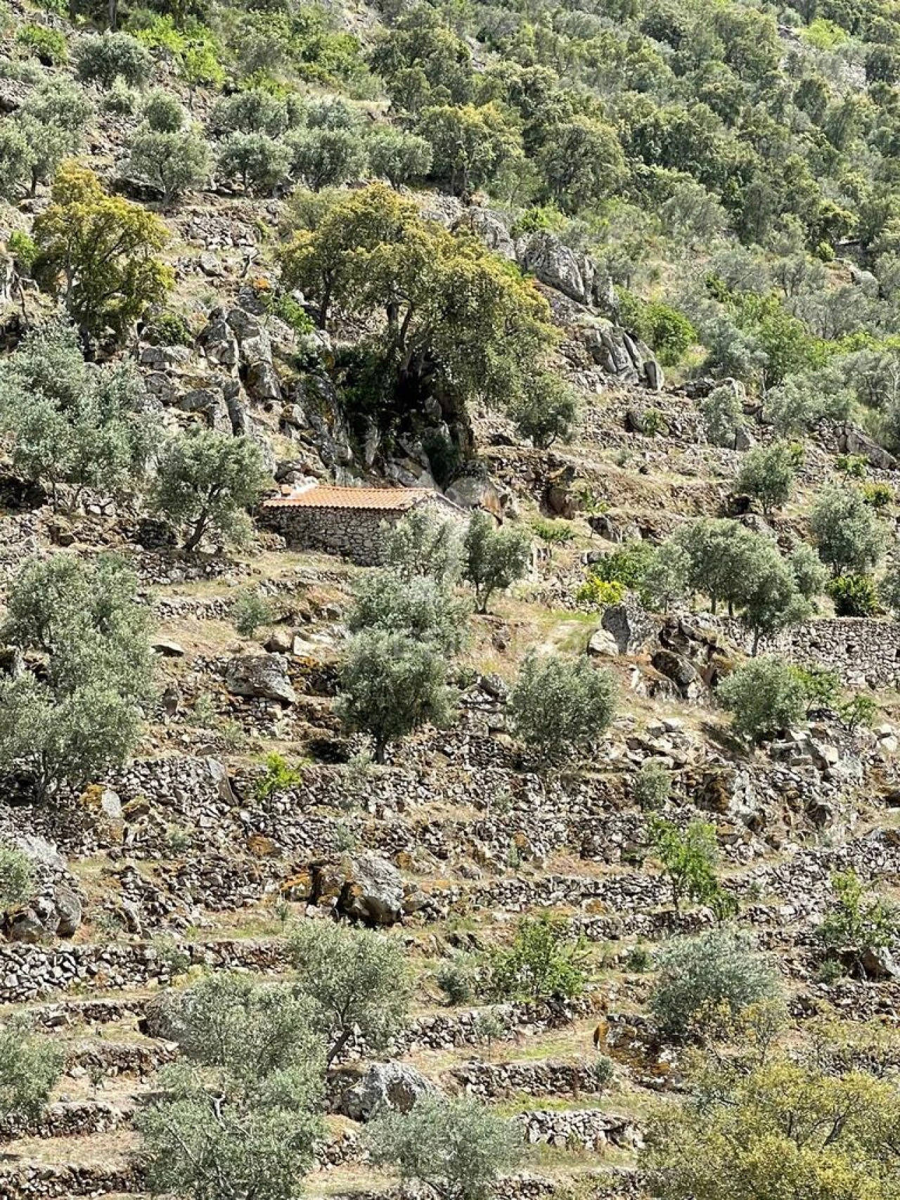Moradia T2 para Venda em Vilarinho da Castanheira Foto 6