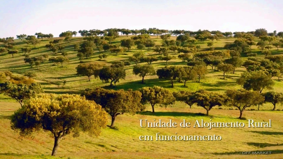 Quinta T10 para Venda em Saboia