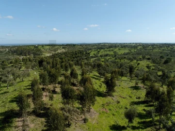Terreno para Venda em Grândola e Santa Margarida da Serra