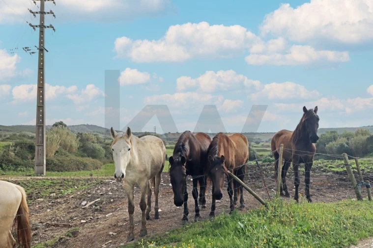 Quinta T5 para Venda em Almargem do Bispo, Pêro Pinheiro e Montelavar Foto 51