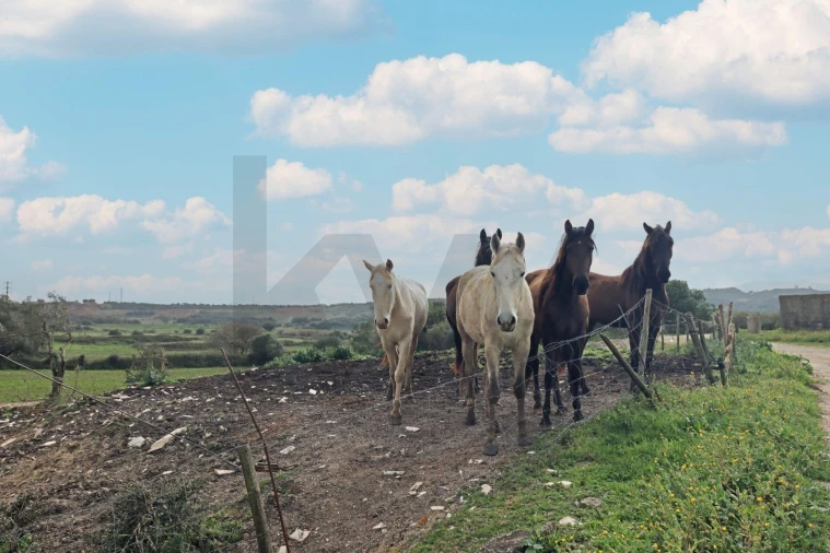 Quinta T5 para Venda em Almargem do Bispo, Pêro Pinheiro e Montelavar Foto 50