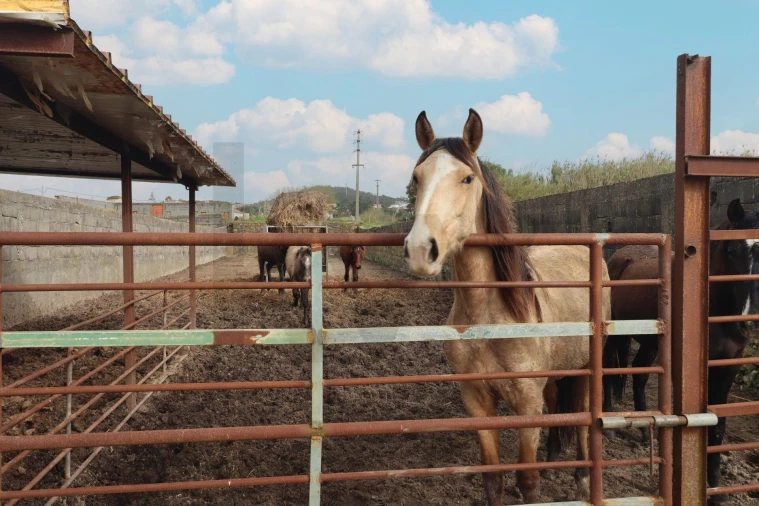 Quinta T5 para Venda em Almargem do Bispo, Pêro Pinheiro e Montelavar Foto 33