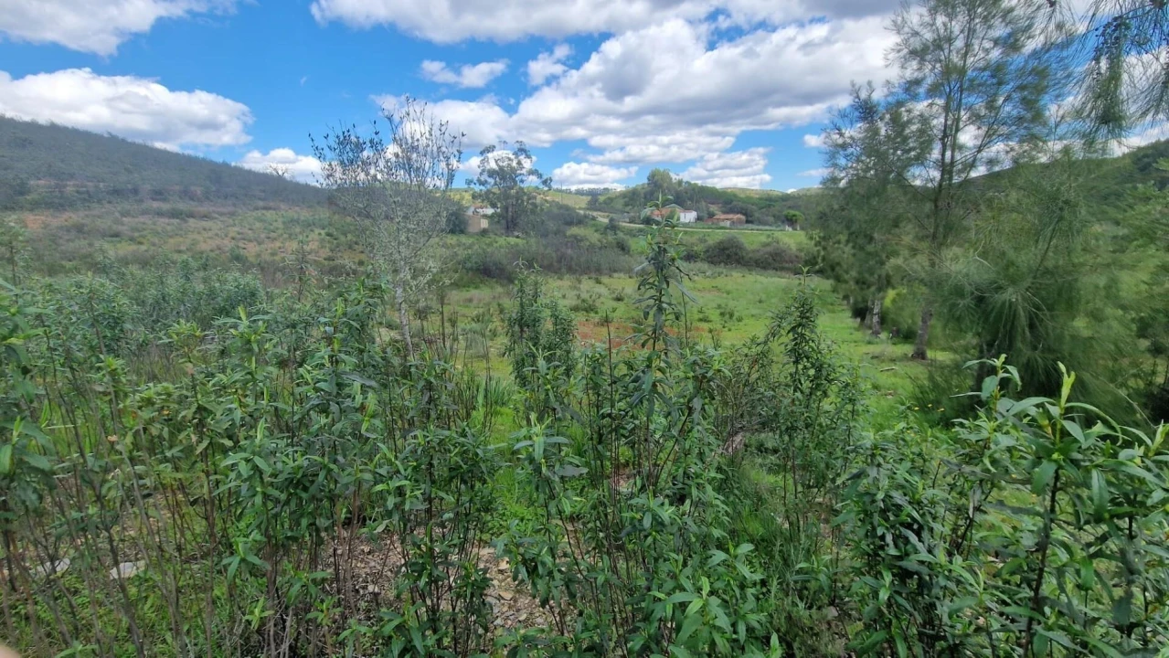 Terreno para Venda em Silves Foto 14