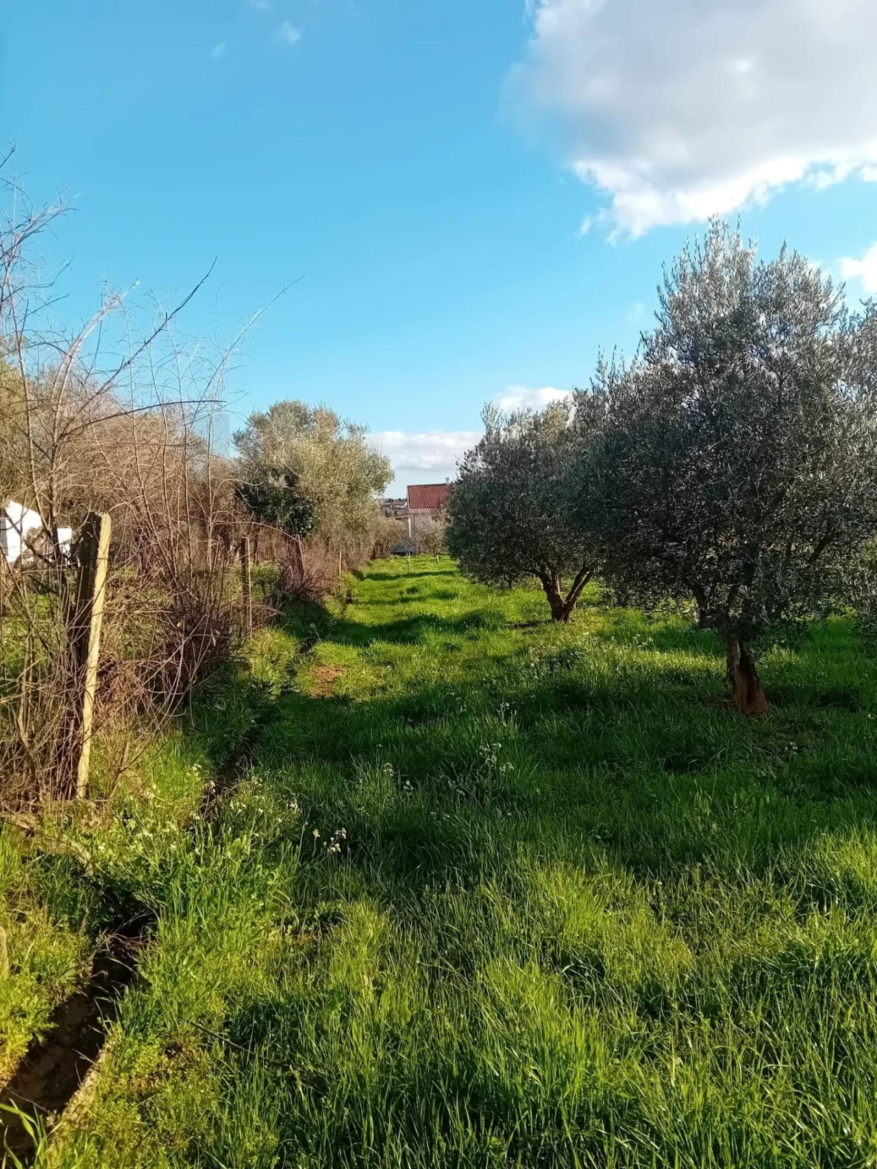 Terreno para Venda em Paul Foto 4