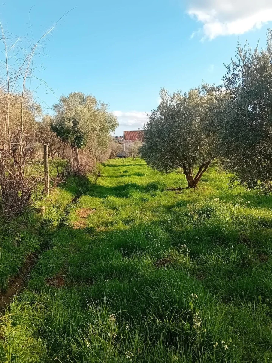 Terreno para Venda em Paul Foto 6
