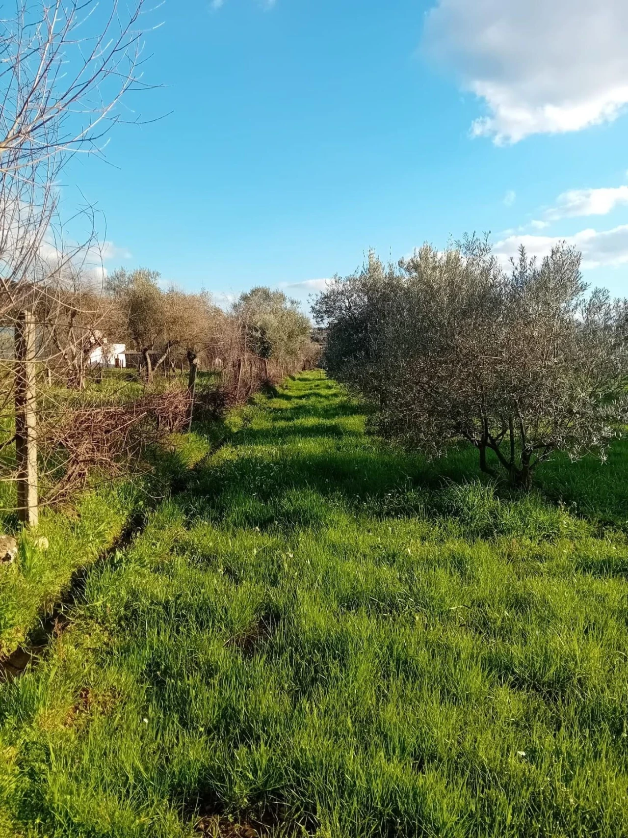 Terreno para Venda em Paul Foto 2
