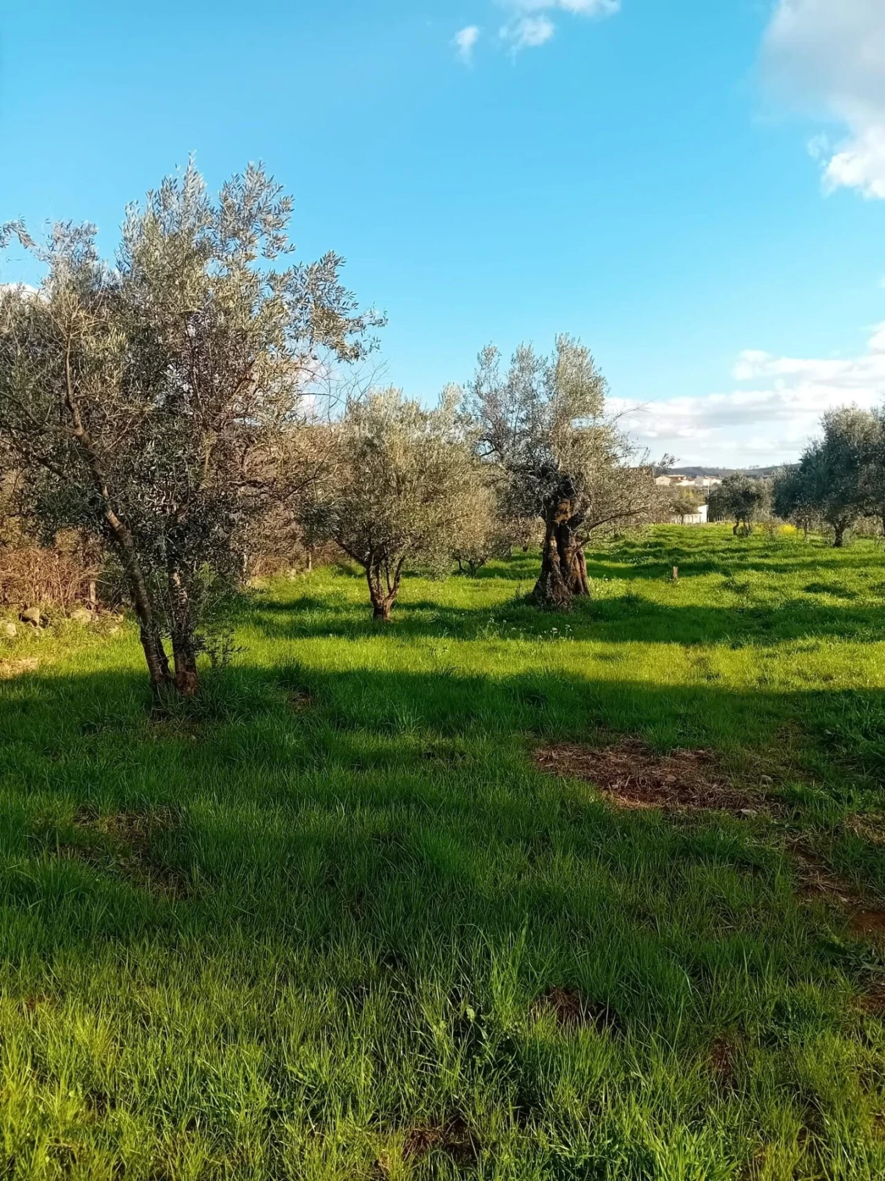 Terreno para Venda em Paul Foto 5