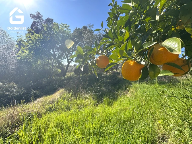 Quinta T0 para Venda em Idanha-A-Nova e Alcafozes Foto 23