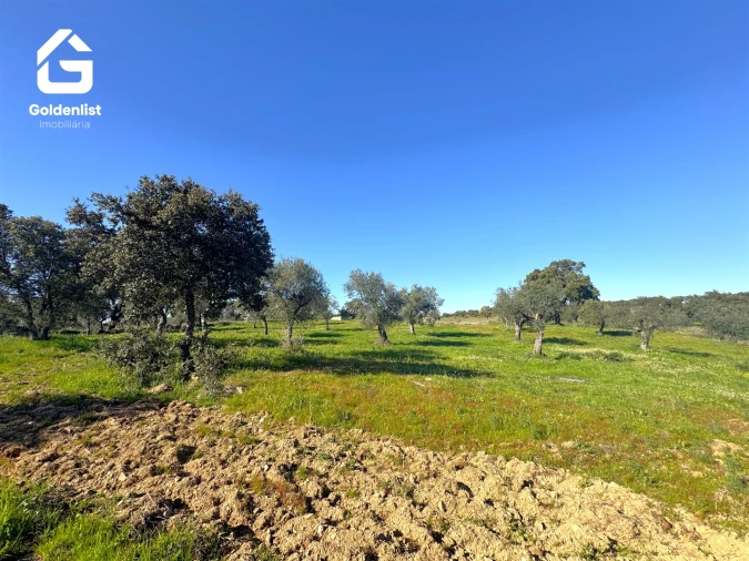 Quinta T0 para Venda em Idanha-A-Nova e Alcafozes Foto 36