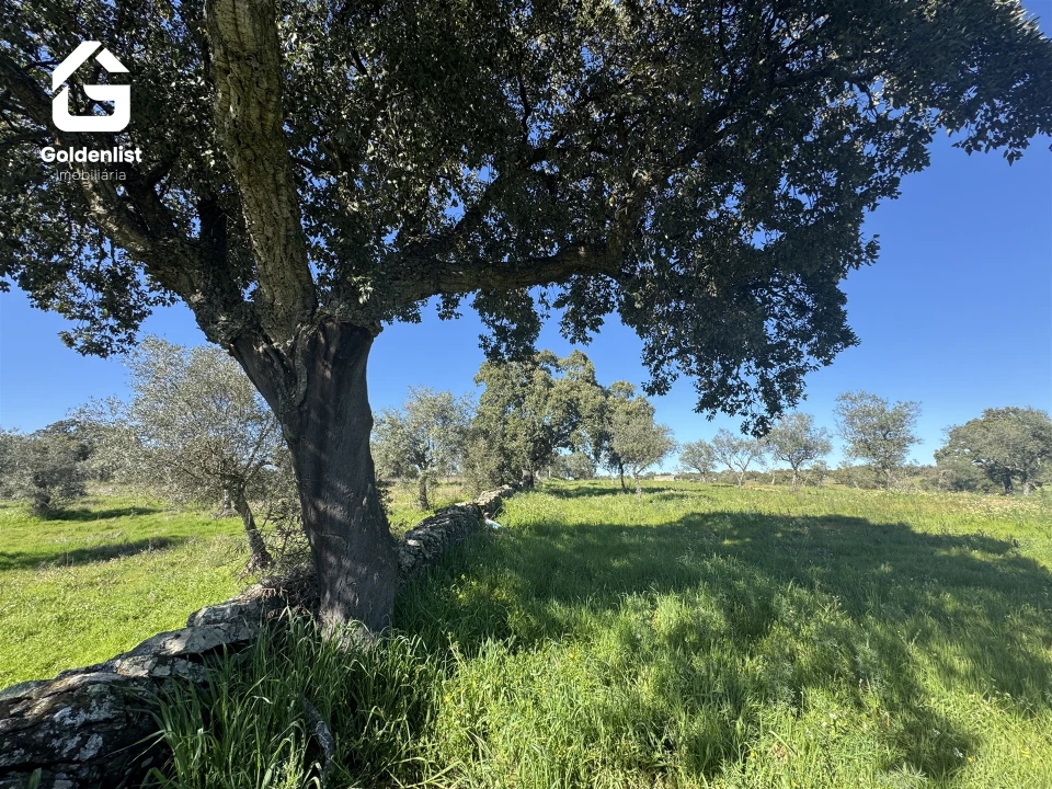 Quinta T0 para Venda em Idanha-A-Nova e Alcafozes Foto 19