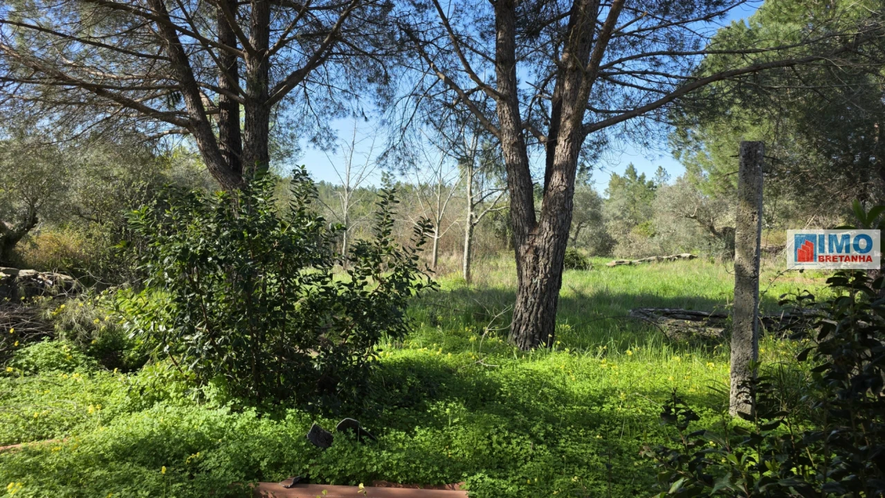 Terreno Agricola ou Rústico para Venda em Benquerenças Foto 13