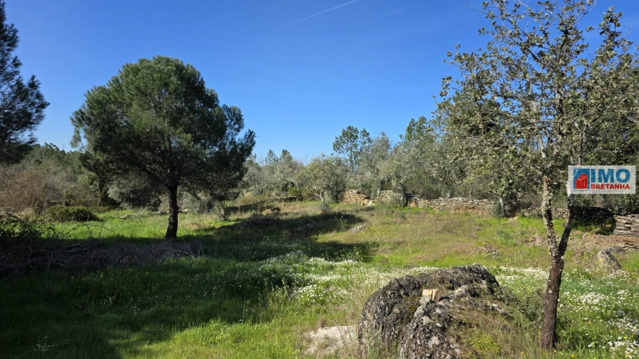 Terreno Agricola ou Rústico para Venda em Benquerenças Foto 6