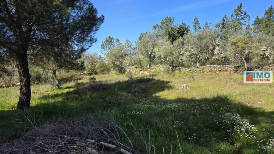 Terreno Agricola ou Rústico para Venda em Benquerenças Foto 8