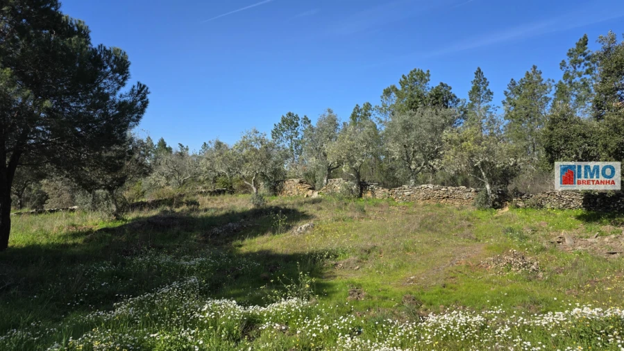 Terreno Agricola ou Rústico para Venda em Benquerenças Foto 10