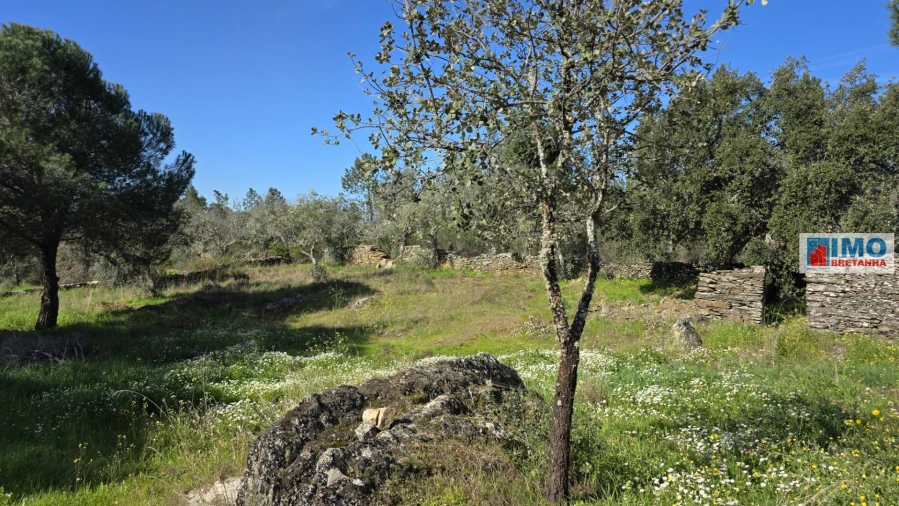 Terreno Agricola ou Rústico para Venda em Benquerenças Foto 15