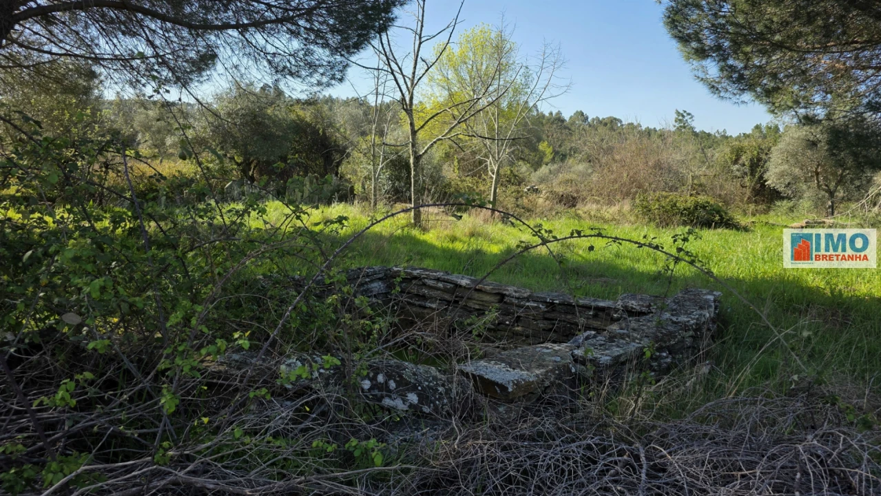 Terreno Agricola ou Rústico para Venda em Benquerenças Foto 7