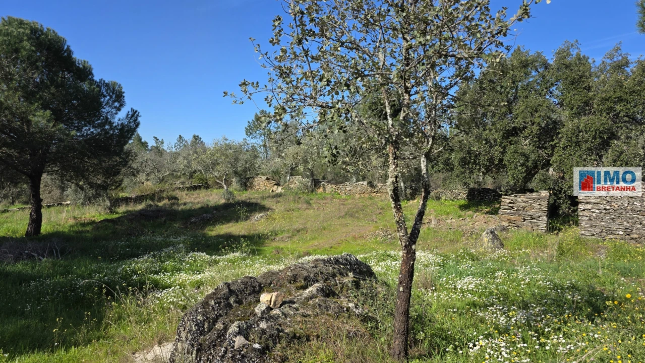 Terreno Agricola ou Rústico para Venda em Benquerenças Foto 15