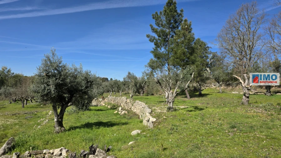 Terreno Agricola ou Rústico para Venda em Póvoa de Rio de Moinhos e Cafede Foto 15