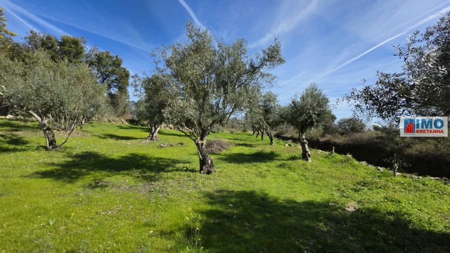 Terreno Agricola ou Rústico para Venda em Póvoa de Rio de Moinhos e Cafede Foto 11