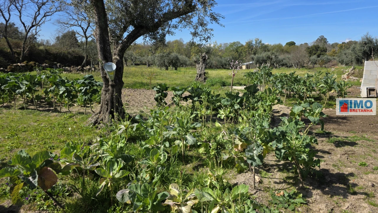 Terreno Agricola ou Rústico para Venda em Póvoa de Rio de Moinhos e Cafede Foto 18
