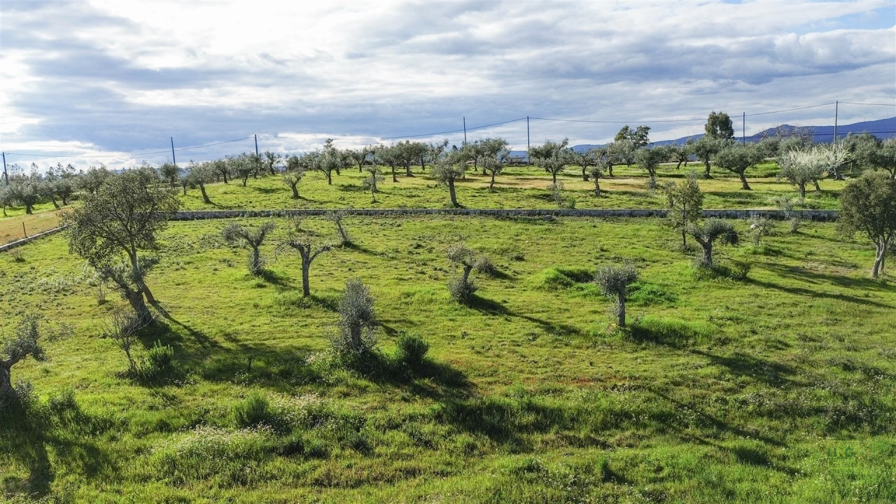 Quinta T0 para Venda em Freixial e Juncal do Campo Foto 31