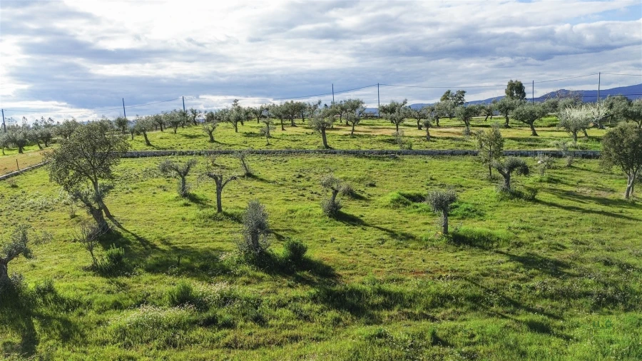 Quinta T0 para Venda em Freixial e Juncal do Campo Foto 31