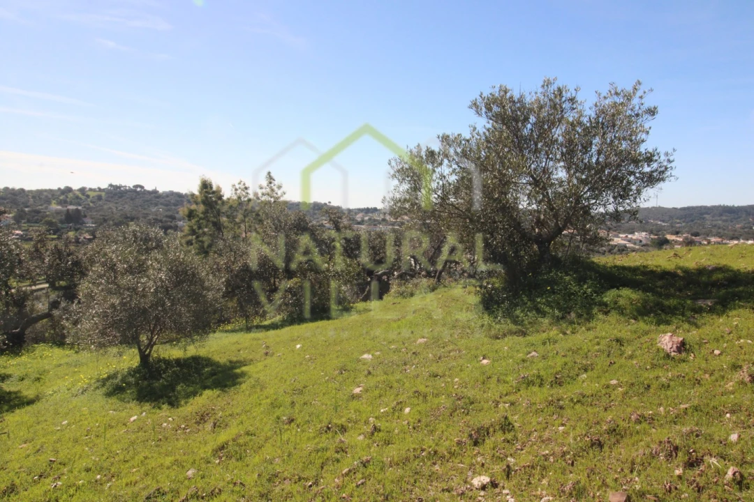 Terreno Agricola ou Rústico para Venda em São Brás de Alportel Foto 5