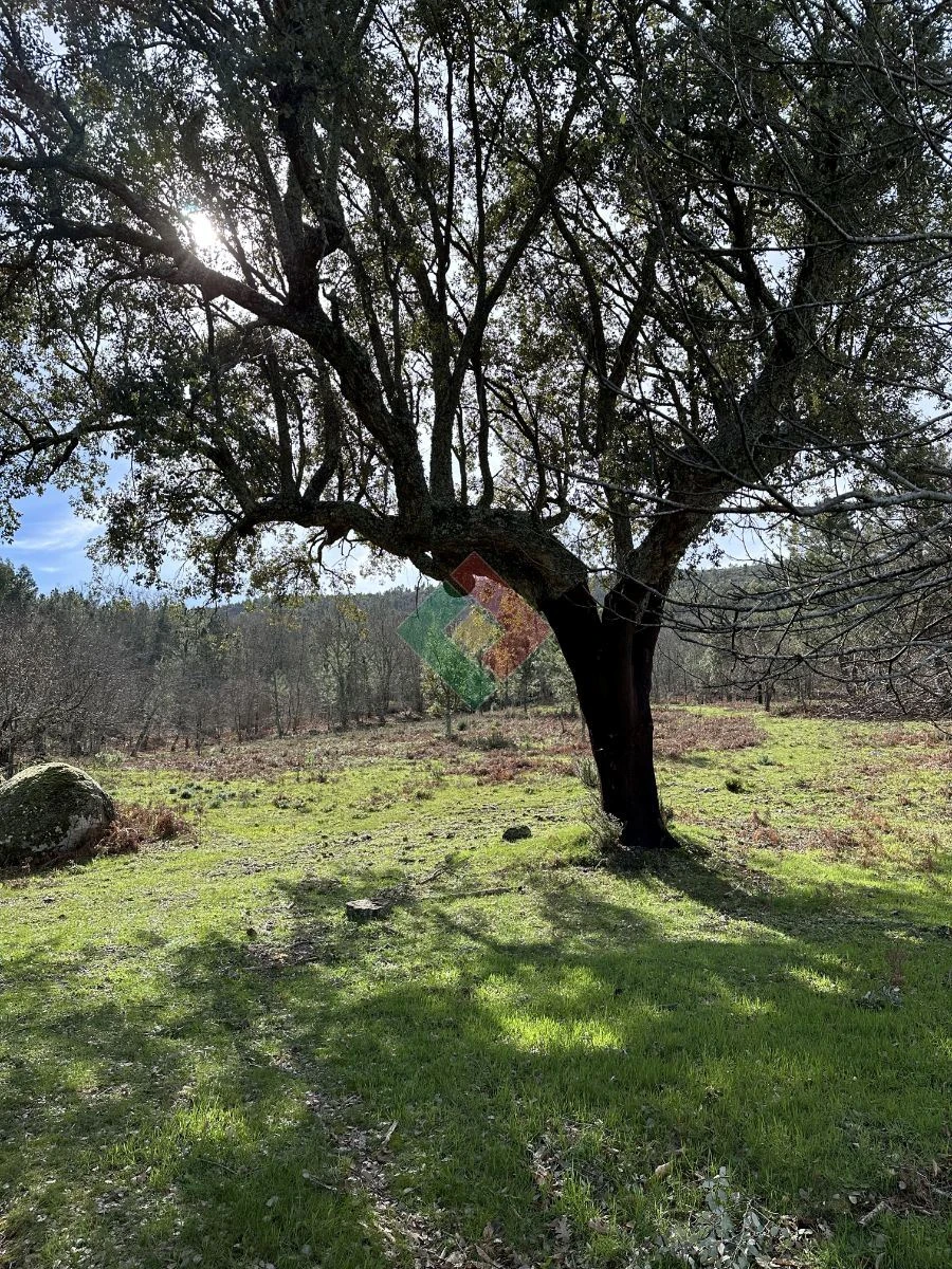 Quinta T0 para Venda em Santa Maria da Devesa Foto 9