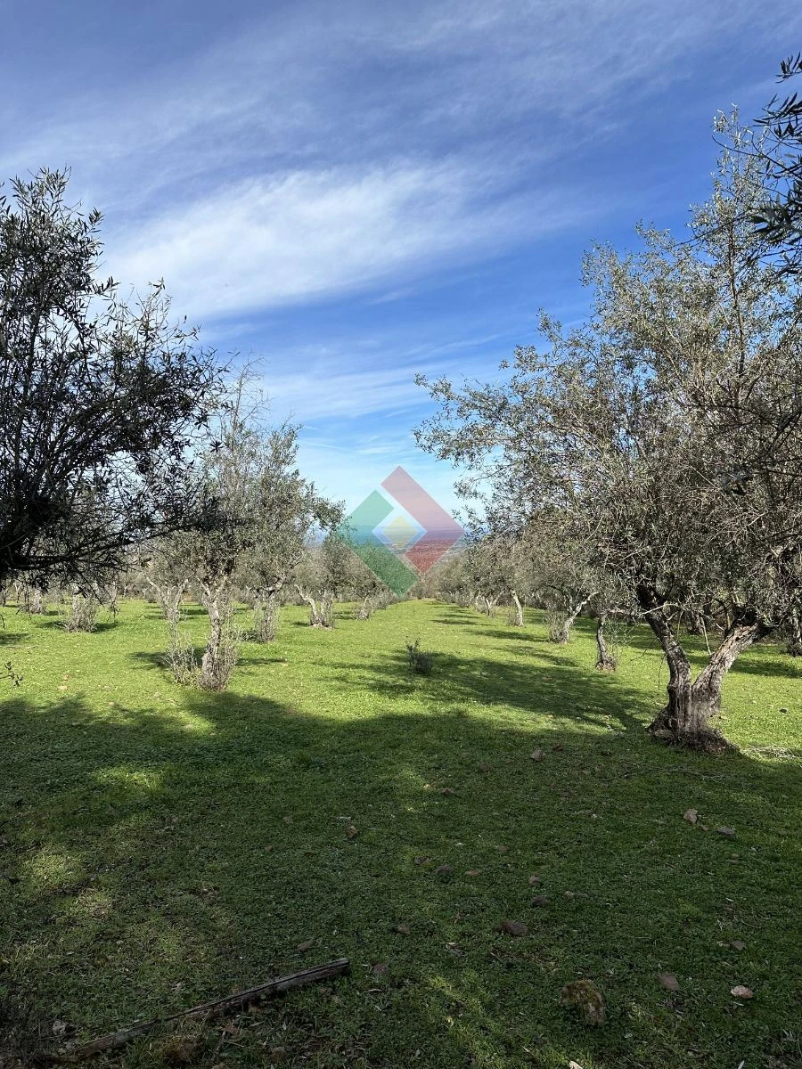 Quinta T0 para Venda em Santa Maria da Devesa Foto 10