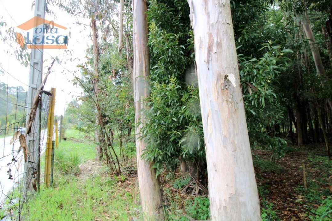 Terreno Agricola ou Rústico para Venda em Rio Meão Foto 8