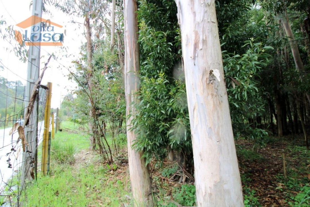 Terreno Agricola ou Rústico para Venda em Rio Meão Foto 8