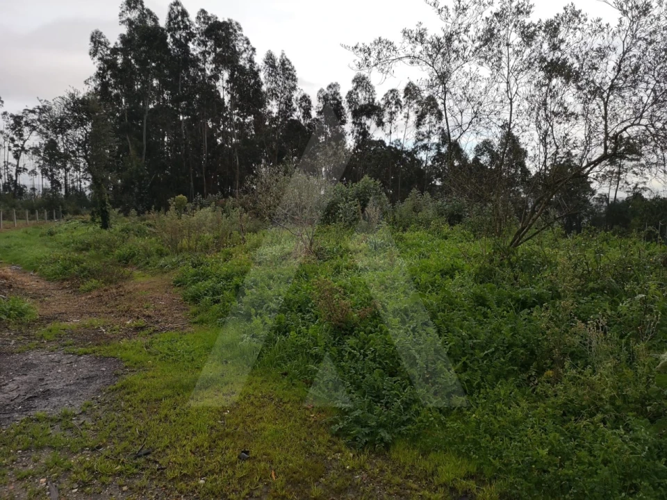 Terreno Agricola ou Rústico para Venda em Requeixo, Nossa Senhora de Fátima e Nariz Foto 8