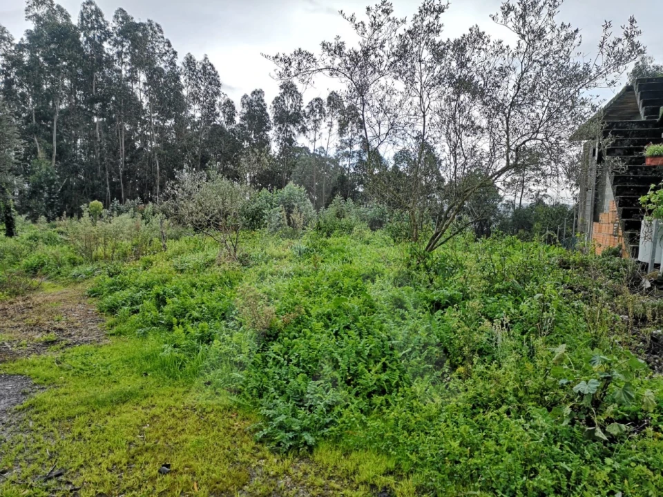 Terreno Agricola ou Rústico para Venda em Requeixo, Nossa Senhora de Fátima e Nariz Foto 6